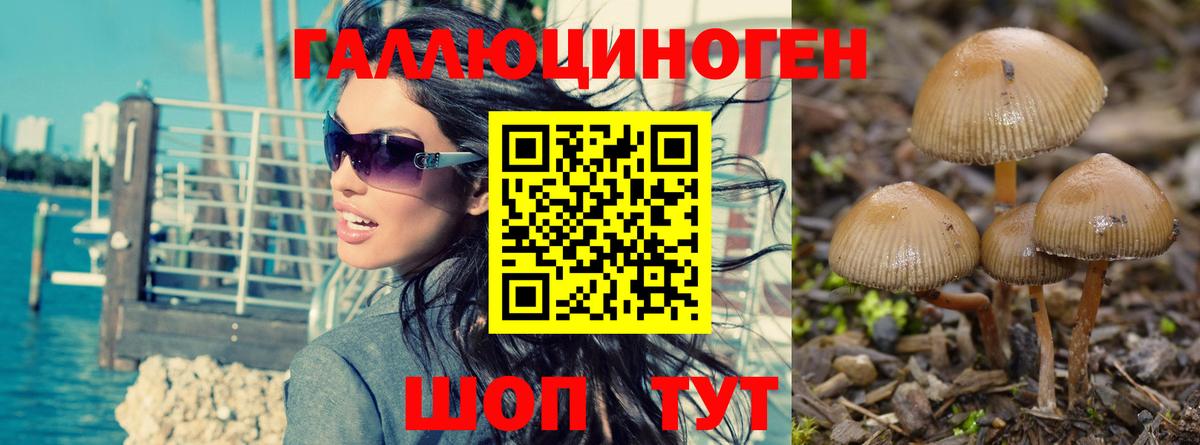 Псилоцибиновые грибы Psilocybine cubensis Малоярославец